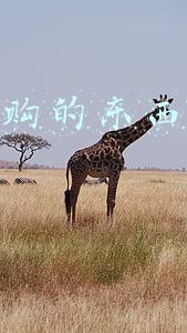 考拉海购的东西是正品吗
