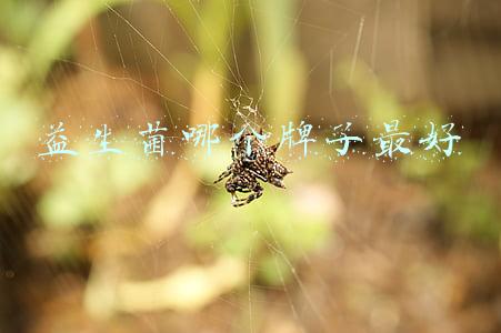 益生菌哪个牌子最好