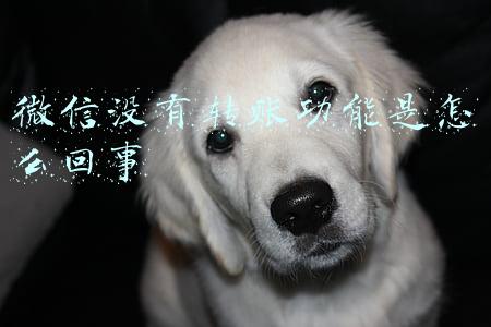 微信没有转账功能是怎么回事