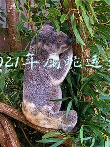 2021年属蛇运势