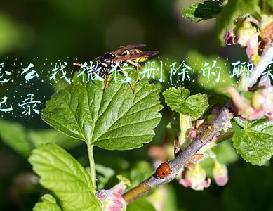 怎么找微信删除的聊天记录 怎么找微信删除的聊天记录