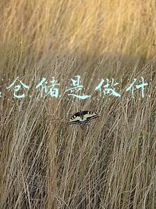 物流仓储是做什么的