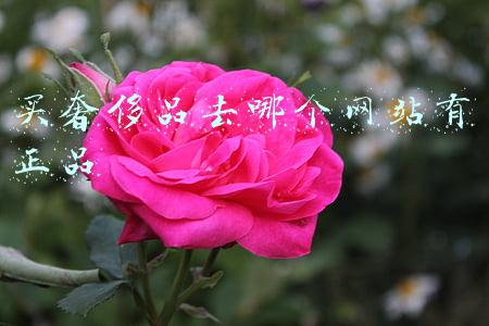 买奢侈品去哪个网站有正品