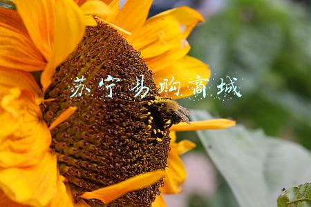 苏宁易购商城