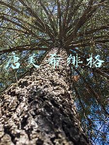 唐美希绯格