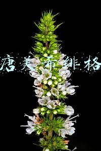 唐美希绯格