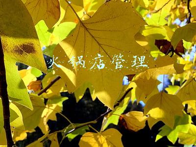 火锅店管理