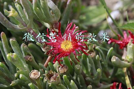 微信营销的效果 微信营销的效果