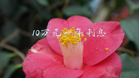 10万元一年利息