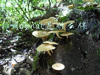 moynat是什么牌子