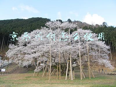 京东闪付怎么使用白条额度(可当信用卡的京东白条闪付怎么玩？)