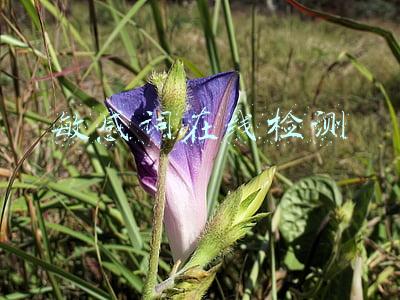 敏感词在线检测
