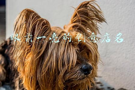 眼前一亮的创意店名