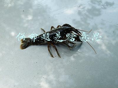 伪命题是啥意思