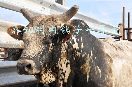 养1000对肉鸽投资多少(办一个养鸽场大概几万)
