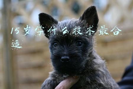 15岁学什么技术最合适