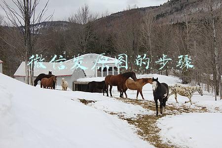 微信发原图的步骤