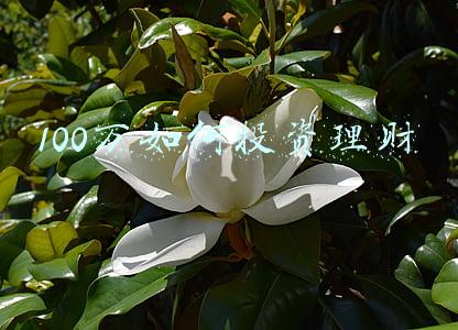 100万如何投资理财