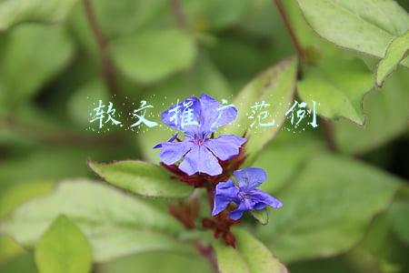 软文营销经典案例(所志国原创营销策划经典软文写作案例：团购网走向行业化)