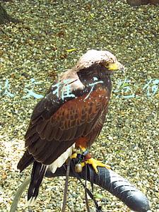 软文推广范例500字(怎样写一篇让人耳目一新的宣传软文)