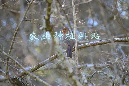 农业种植补贴