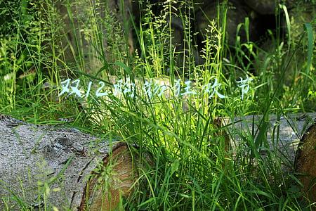 双12购物狂欢节
