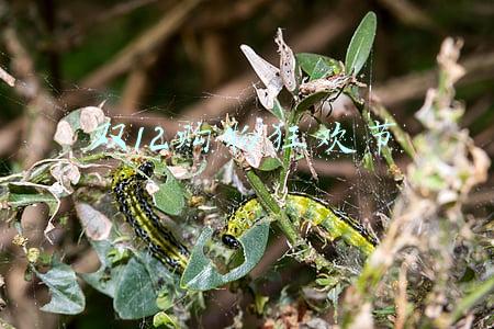 双12购物狂欢节