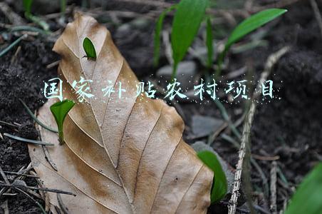 国家扶持农村项目(解读一号文件⑥四川新增扶持1292个村发展新型农村集体经济)