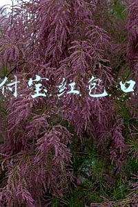 支付宝红包口令怎么用(支付宝消费红包怎么领取？余额宝数字红包口令+使用方法)