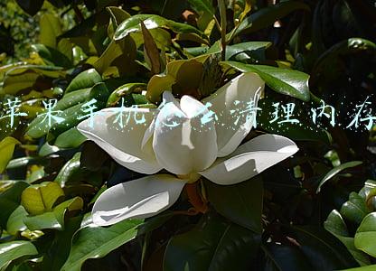 苹果手机怎么清理内存