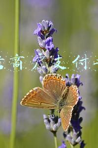 微信商户支付平台