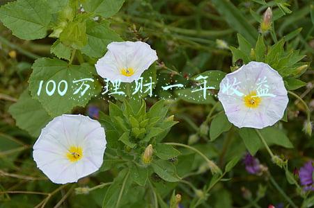 100万理财一年收益