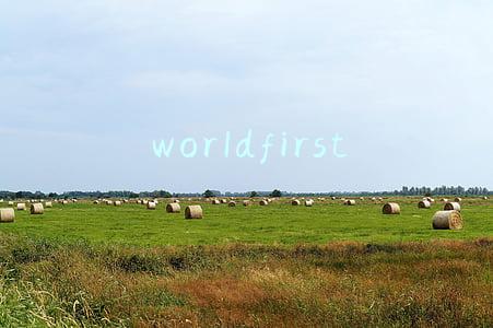 world first uk limited(跨境对外贸易的收款优点缺点分析)