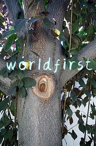 world first asia limited是什么公司(蚂蚁金服全资收购英国跨境支付公司WorldFirst)