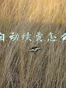 微信自动续费怎么取消