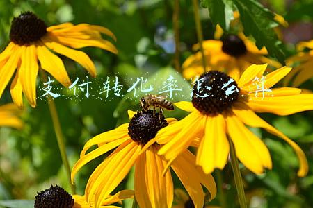 支付转化率怎么算