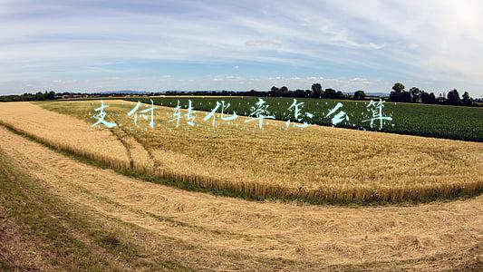 支付转化率怎么算