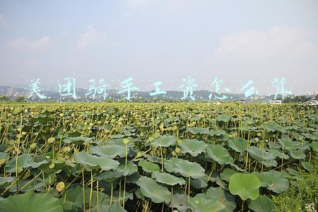 美团骑手工资怎么算