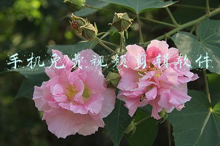 手机免费视频剪辑软件