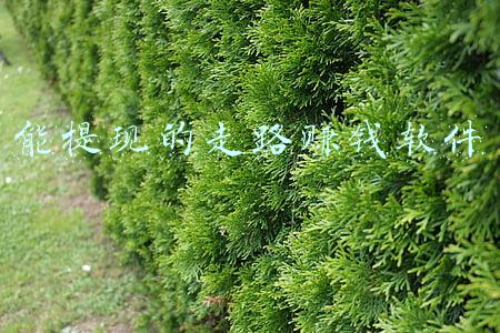 能提现的走路赚钱软件