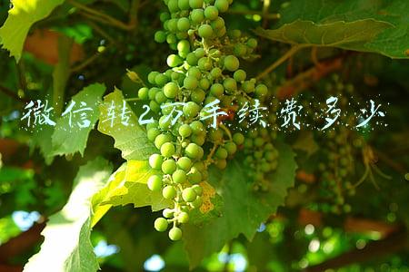 微信转2万手续费多少