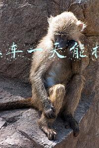 出租车一天能挣500不 出租车一天能挣500不