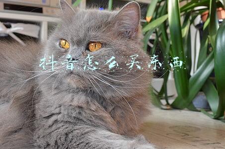 抖音怎么买东西