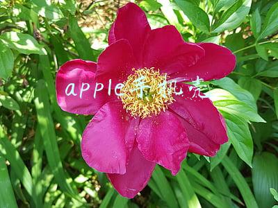 apple手机壳