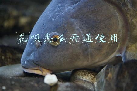 花呗怎么开通使用