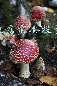 开眼镜店需要投资多少钱