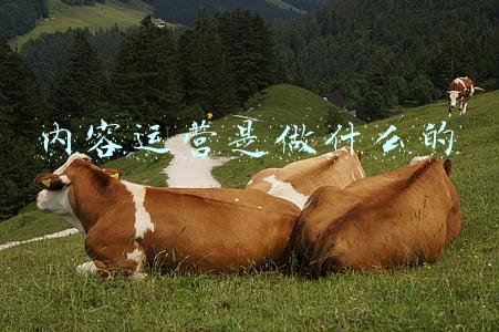 内容运营是做什么的