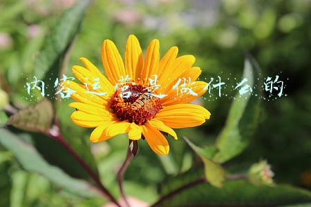 内容运营是做什么的