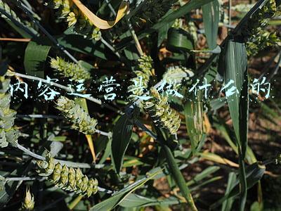 内容运营是做什么的