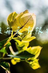 花呗支付有限额吗(支付宝上线“防剁手”功能！花呗可以自行限额了)